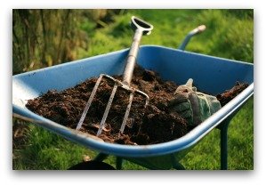 Add a Layer of Mulch when Growing Blueberries