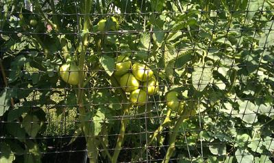 Growing Healthy Tomato Plants!