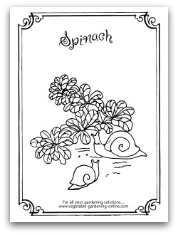 Spinach Coloring Page Printable