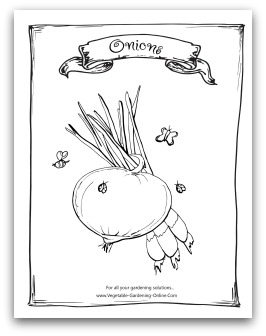 Printable Onion Coloring Page
