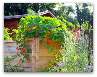 Ornamental Raised Bed Garden with Added Flowers