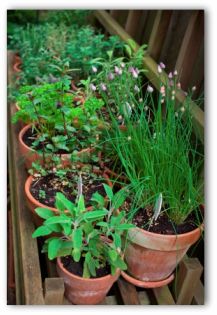 pots with herbs planted in a patio vegetable garden
