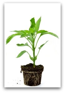 growing banana peppers from transplants