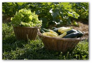 planning a vegetable garden