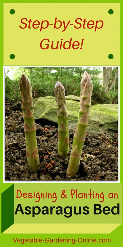 easy steps for making an asparagus bed
