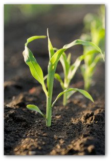small corn plants growing in garden