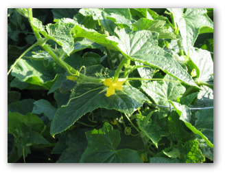 planting cucumbers