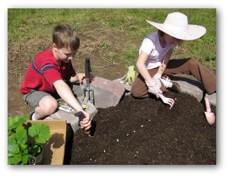 planting green bean seeds in the vegetable garden