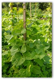 green bean plant climbing a pole