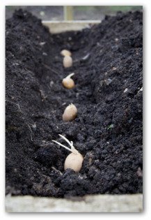 Growing Potatoes In Your Backyard And Beyond Planting Seed Potatoes In The Garden
