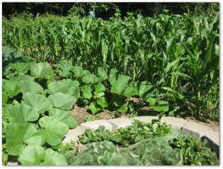vegetable garden with growing sweet corn