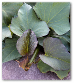 planting sweet potatoes
