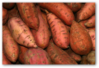 sweet potatoes after harvest