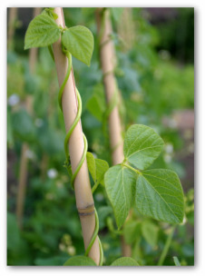 green beans climbing pole