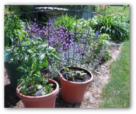 potted container garden