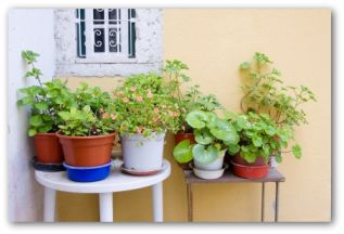 herbs growing in a potted container garden