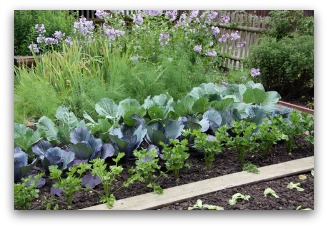backyard row garden example