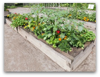 small vegetable gardening with raised beds