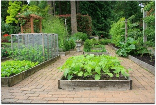 raised bed vegetable garden layouts
