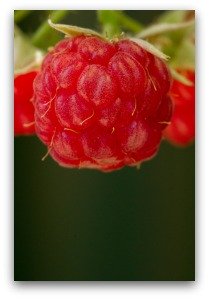 Ripe Red Raspberry on Vine