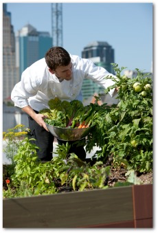 vegetable garden on rooftop