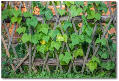 rustic garden fence
