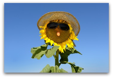sunflower scarecrow idea