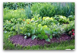 small vegetable gardens can be created in an existing flower bed or border