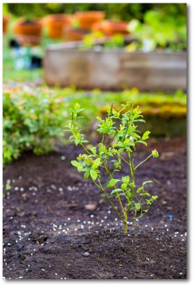 how to plant blueberry bushes