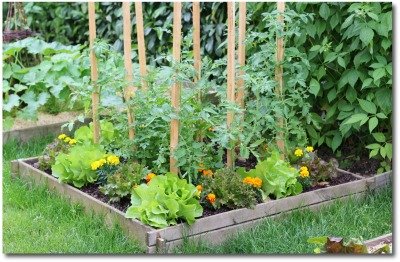 simple backyard raised bed garden