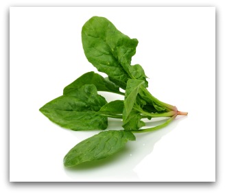 Freshly Harvested Baby Spinach Plant from the Garden