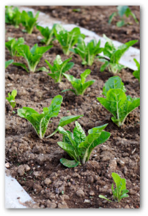 spinach seeds