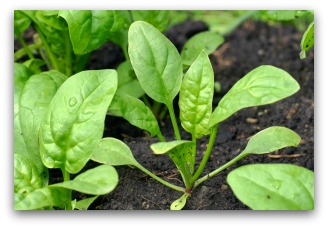 young spinach plants in the garden