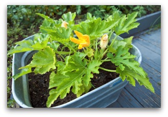 Squash Plant Growing in Container