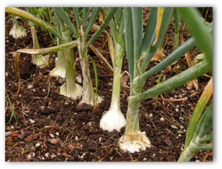How To Store Onions From Your Vegetable Garden