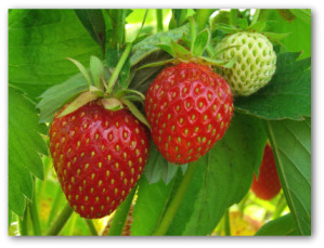 growing strawberries at home