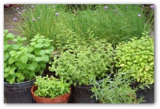 herb container garden outside