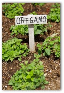 oregano sign and young plants