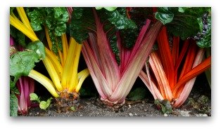 ornamental garden with colorful swiss chard