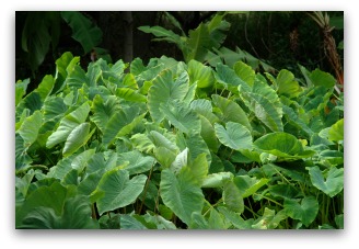 taro or dasheen plant growing