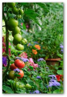 tomatoes ripening in the vegetable garden