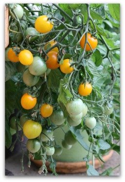 healthy yellow cherry tomato plant growing in container