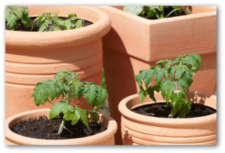 growing tomatoes in clay pots