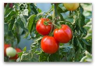 tomato fertilizer tips for success