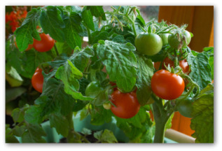 healthy tomato plants require tomato fertilizer