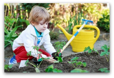 child helping plant strawberries in garden