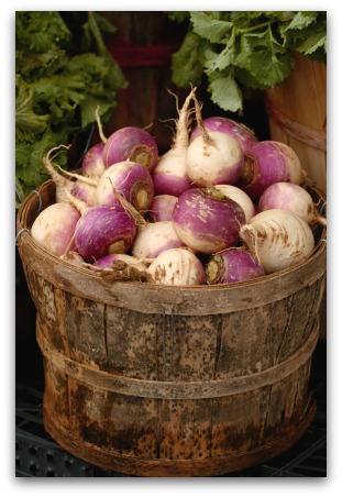 basket of freshly harvested turnips