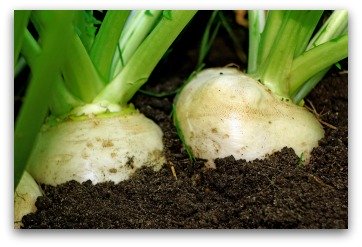 growing white turnips