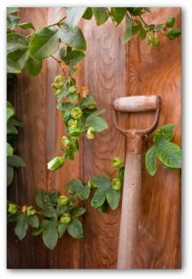 solid wood vegetable garden fencing