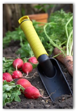 vegetable garden ideas